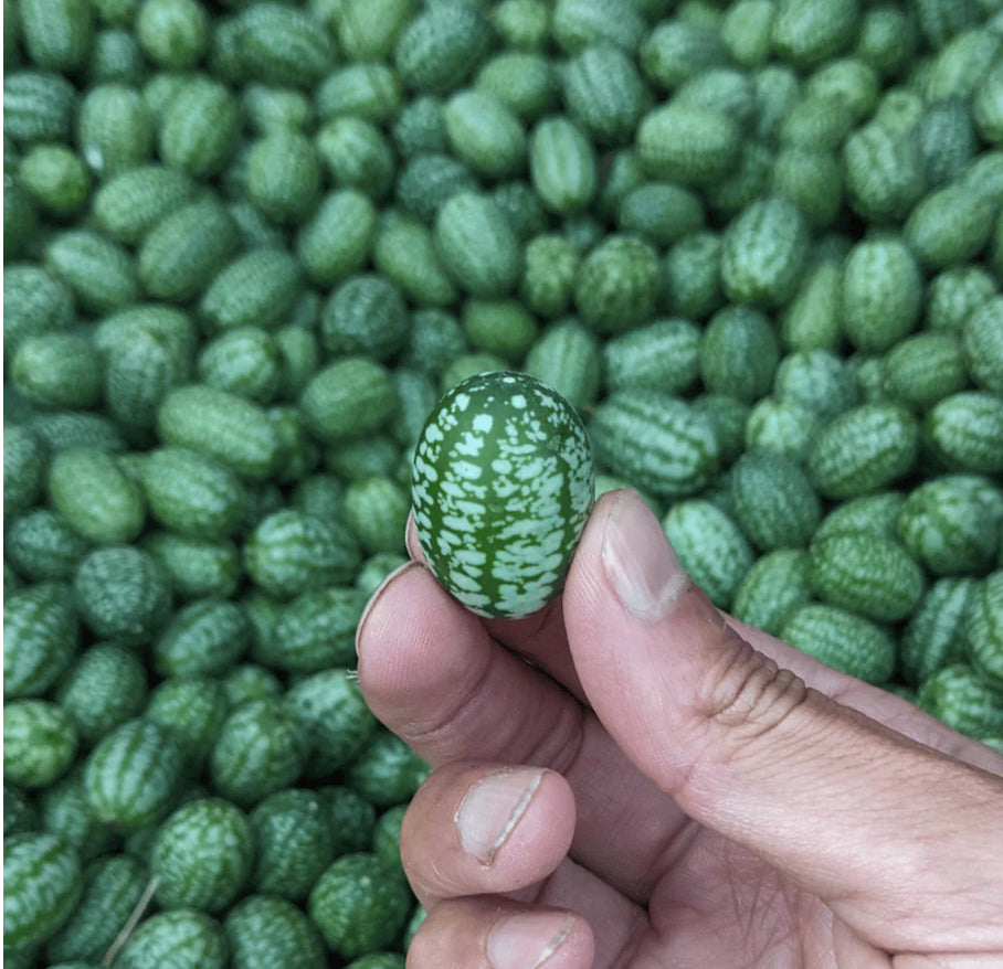 Mexican sour gherkin