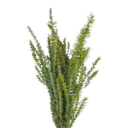 Acacia stem (single)