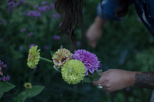 dahlia stem