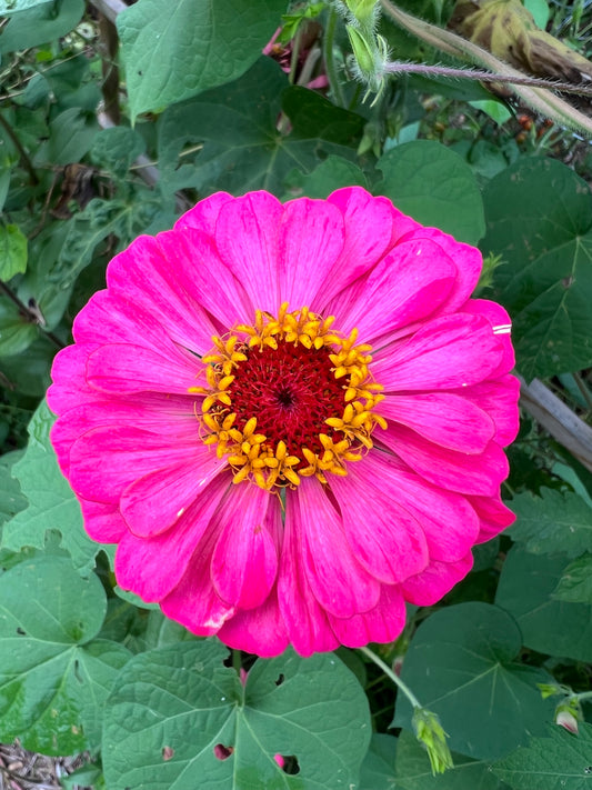 zinnia stem