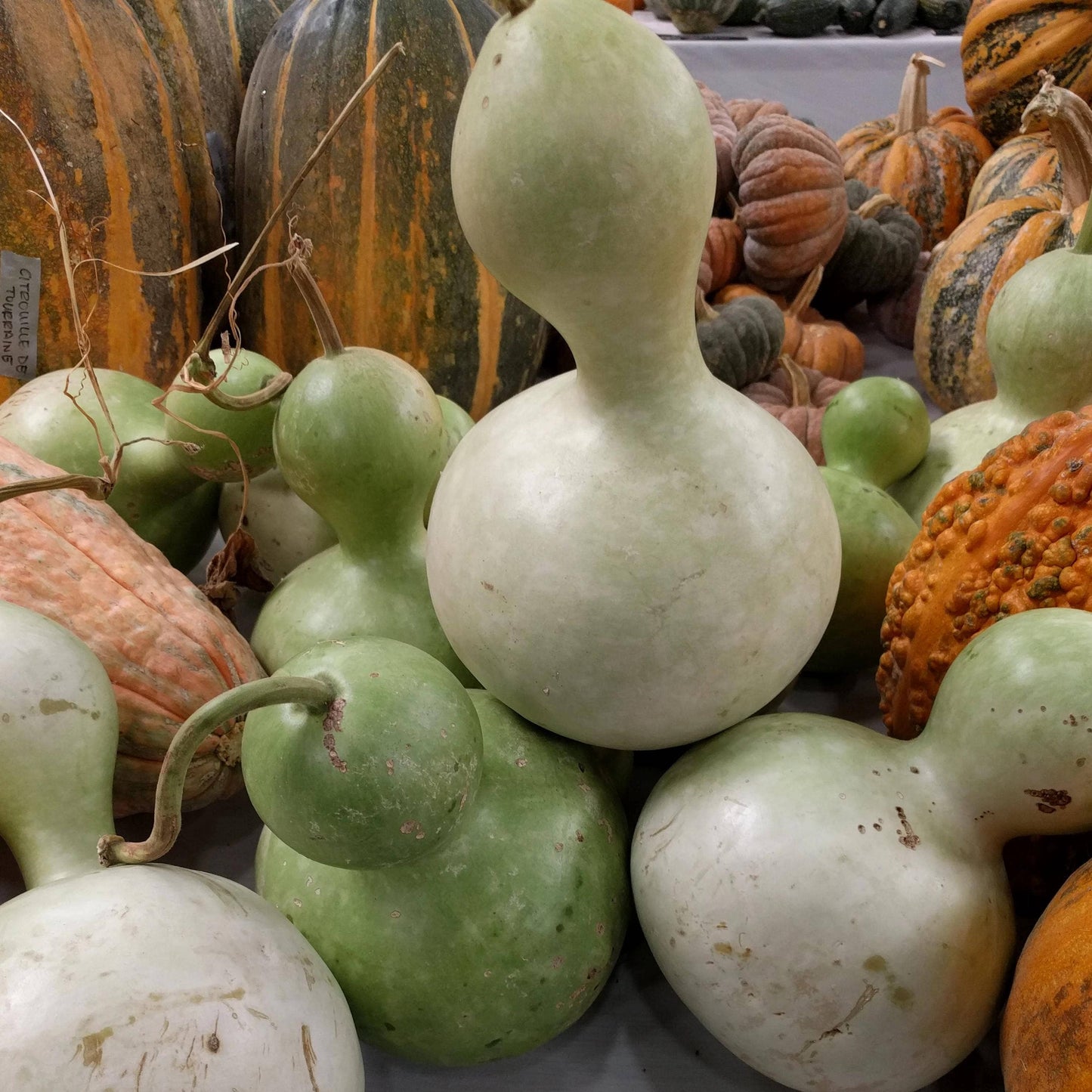 Gourd Seeds - Birdhouse Bottle