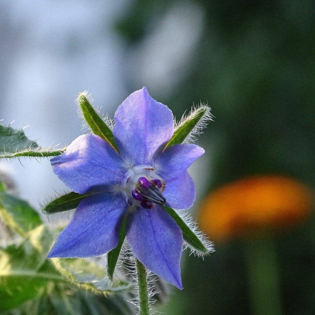 Borage Seeds
