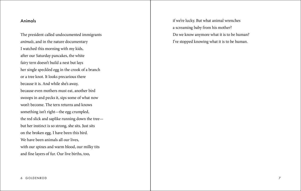 Goldenrod by Maggie Smith