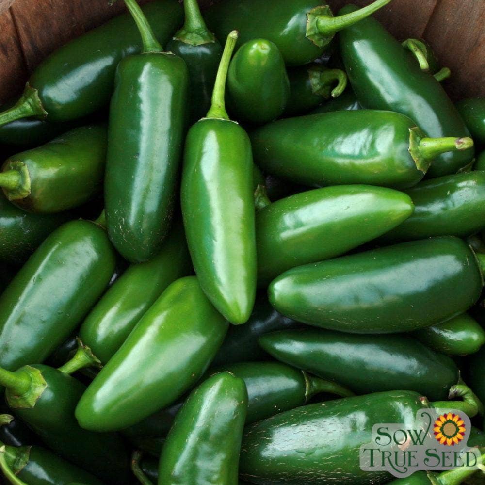 Hot Pepper Seeds - Early Jalapeño
