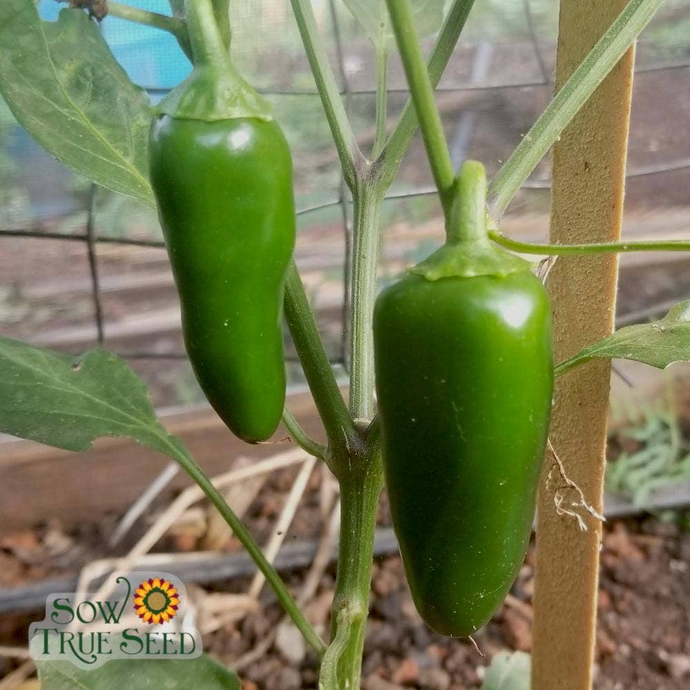 Hot Pepper Seeds - Early Jalapeño